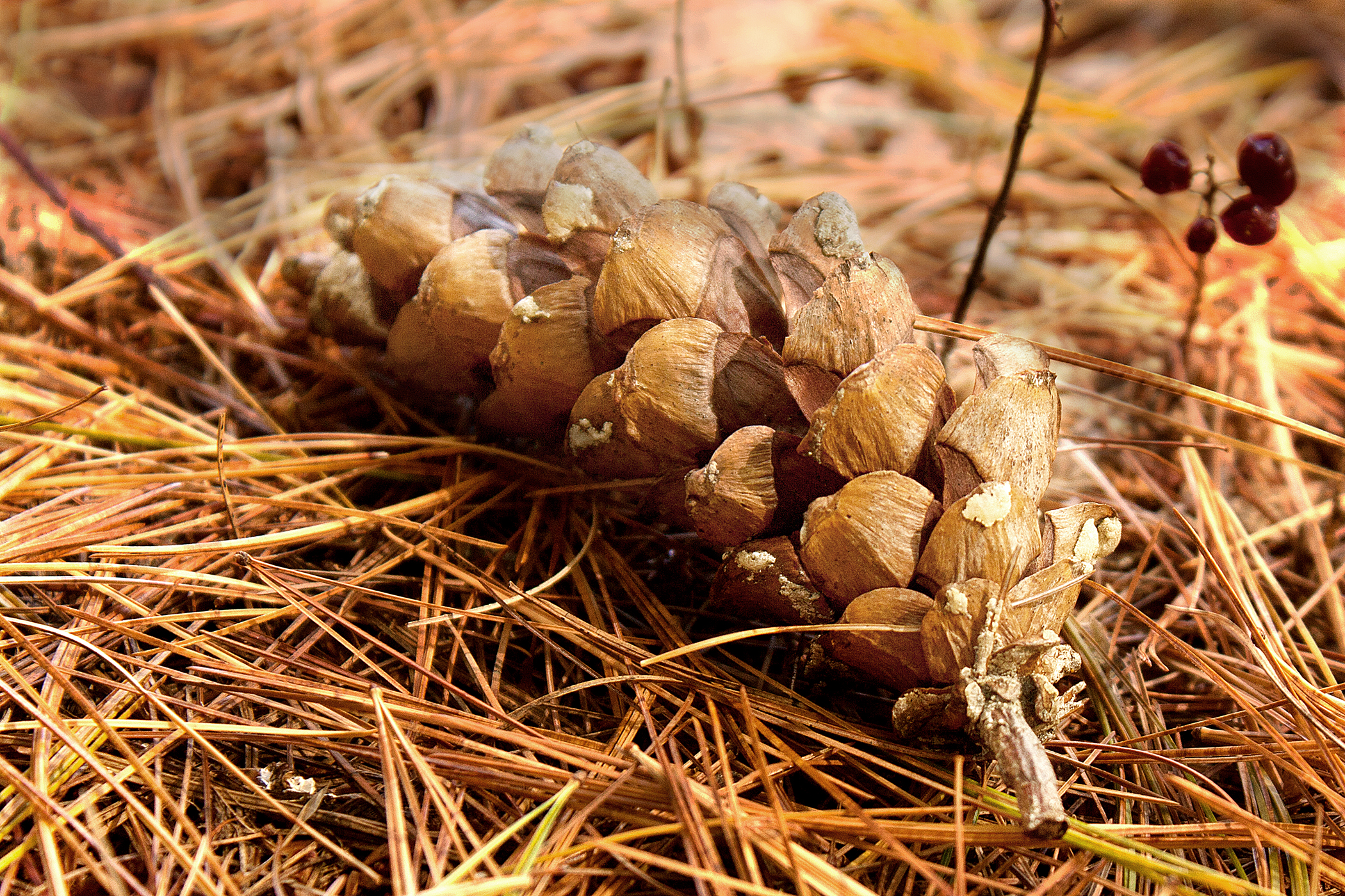 Eastern White Pine Seed Cone (user submitted)