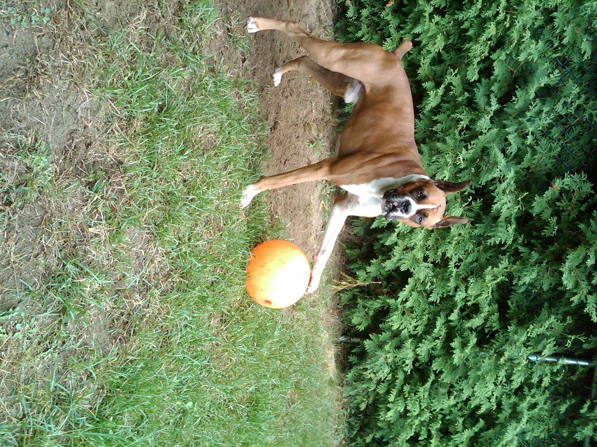 Diesel Playing With His Ball New England