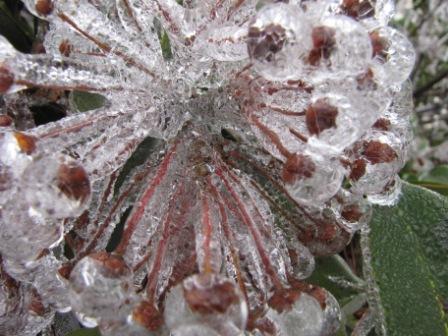 Mountain Laurel In Ice (user submitted)