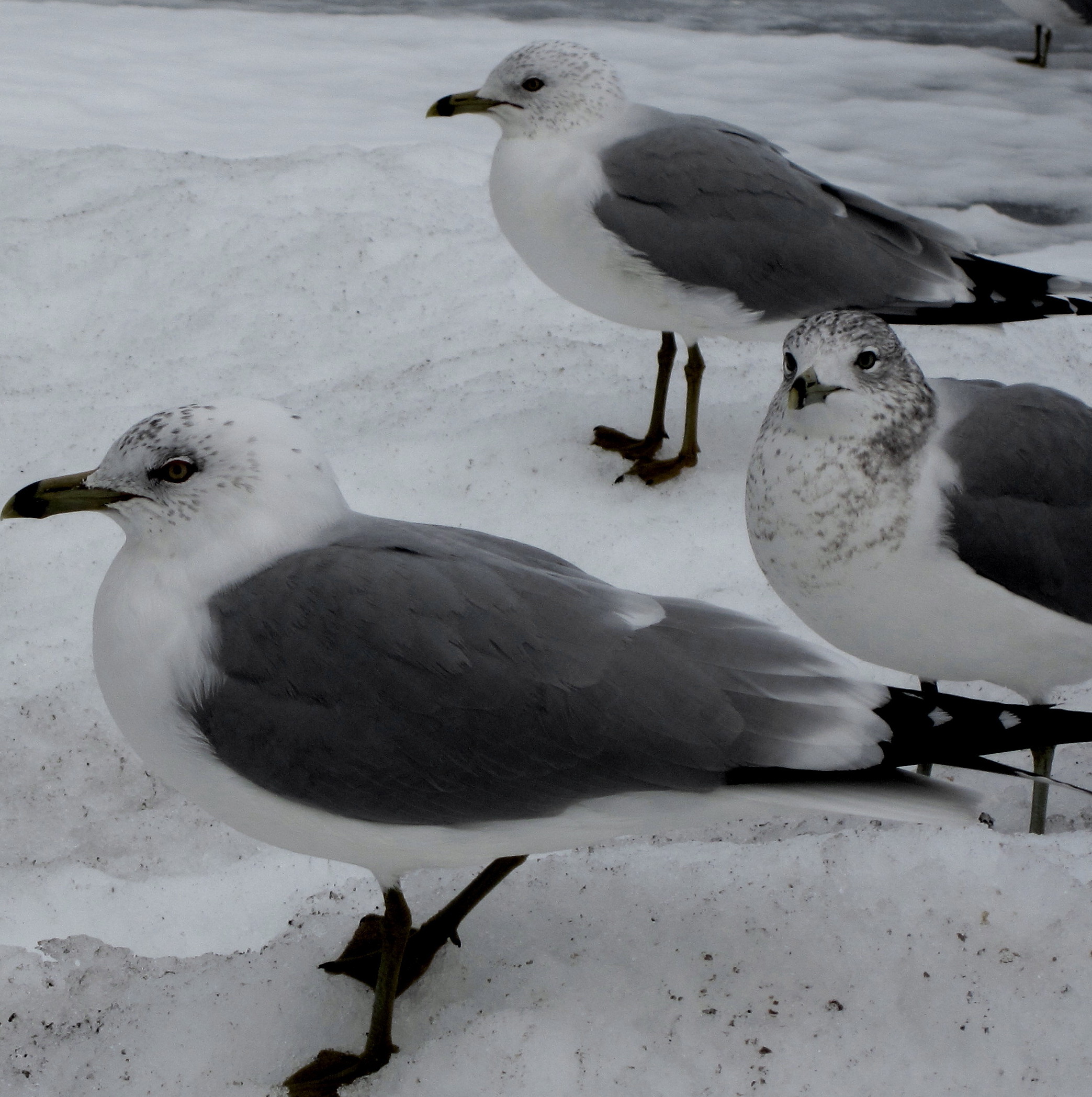 Seagulls (user submitted)