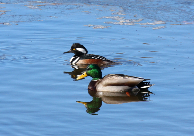 Winter Ducks (user submitted)