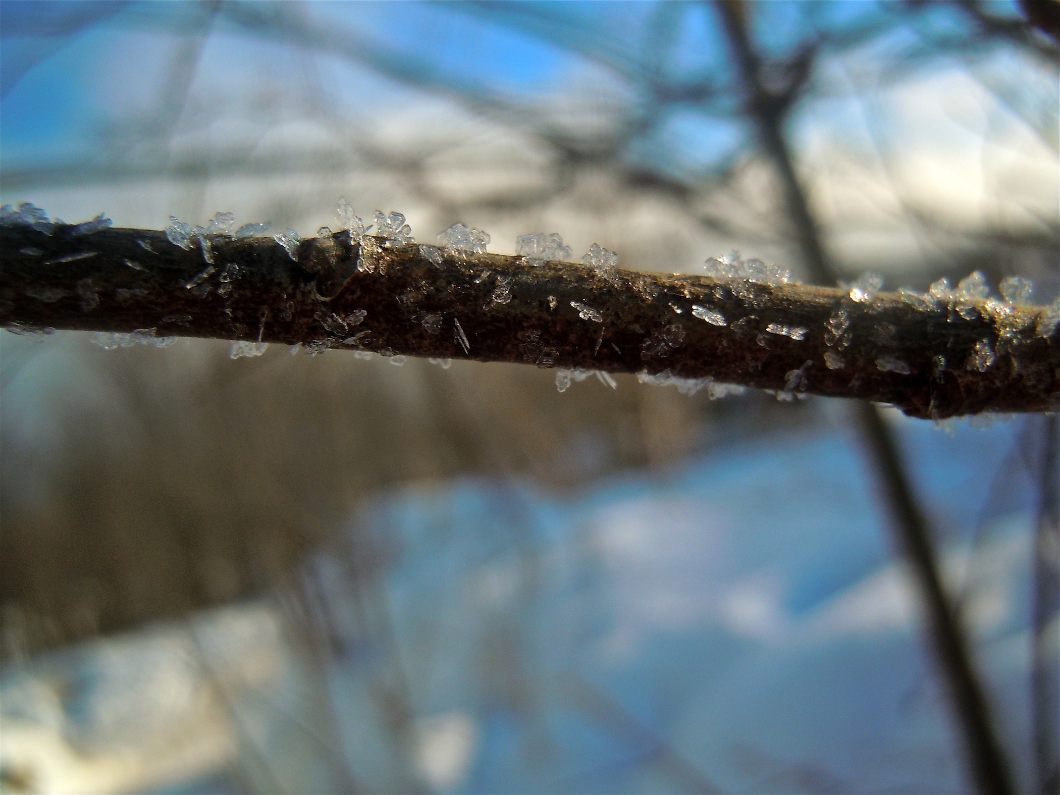 Snow Studded Branch (user submitted)