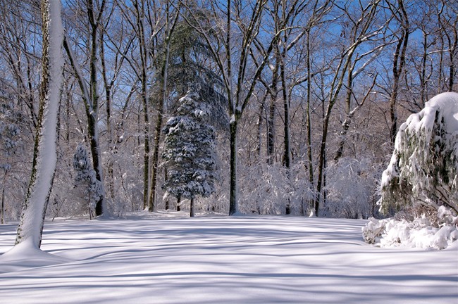 Winter Woods (user submitted)
