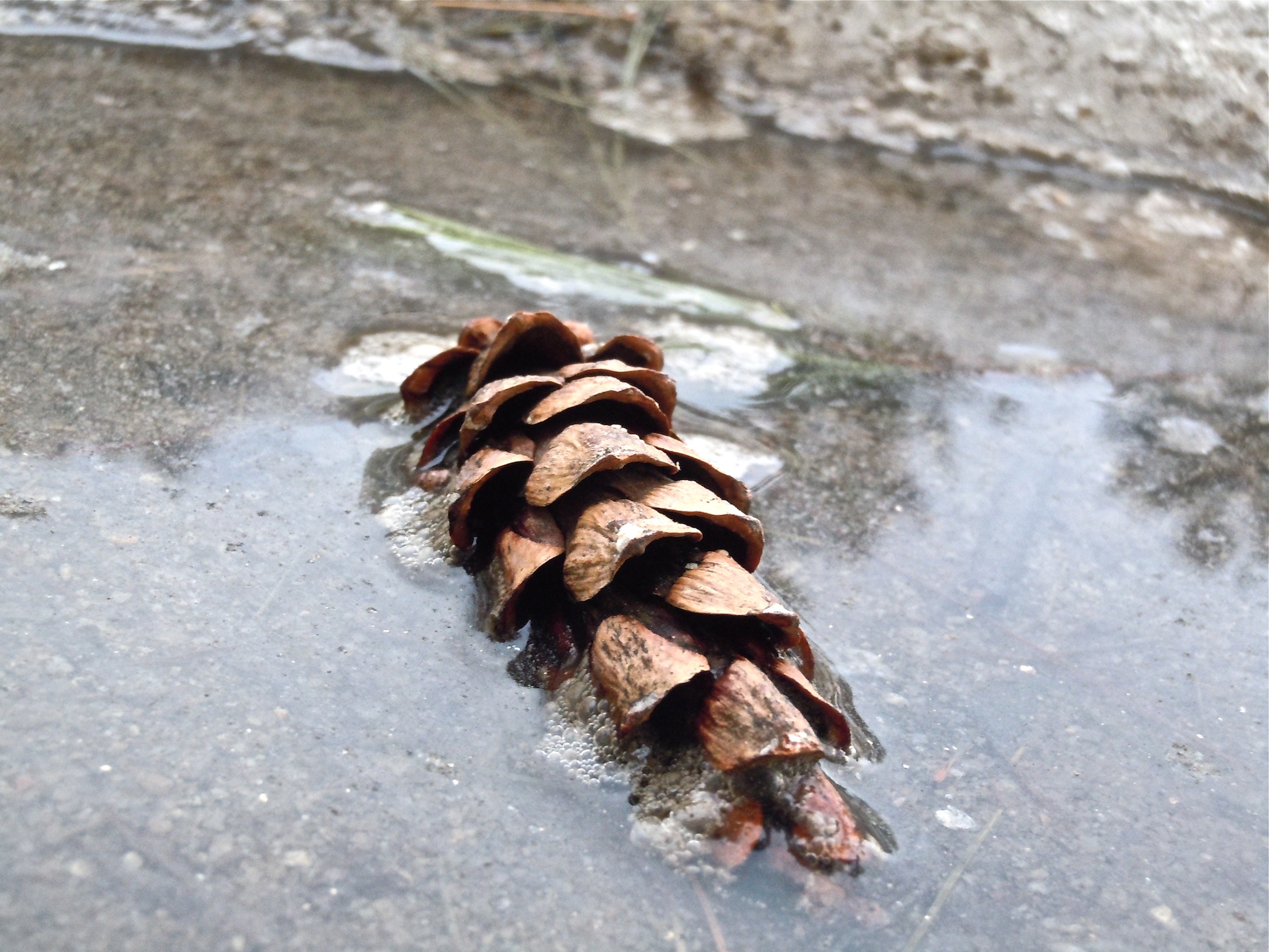 Puddle Cone (user submitted)