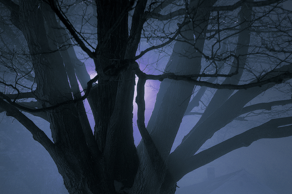Tree In Fog (user submitted)