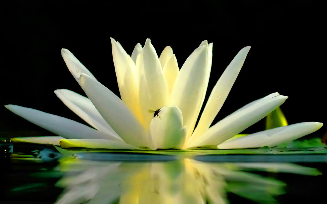 Water Lilly (user submitted)