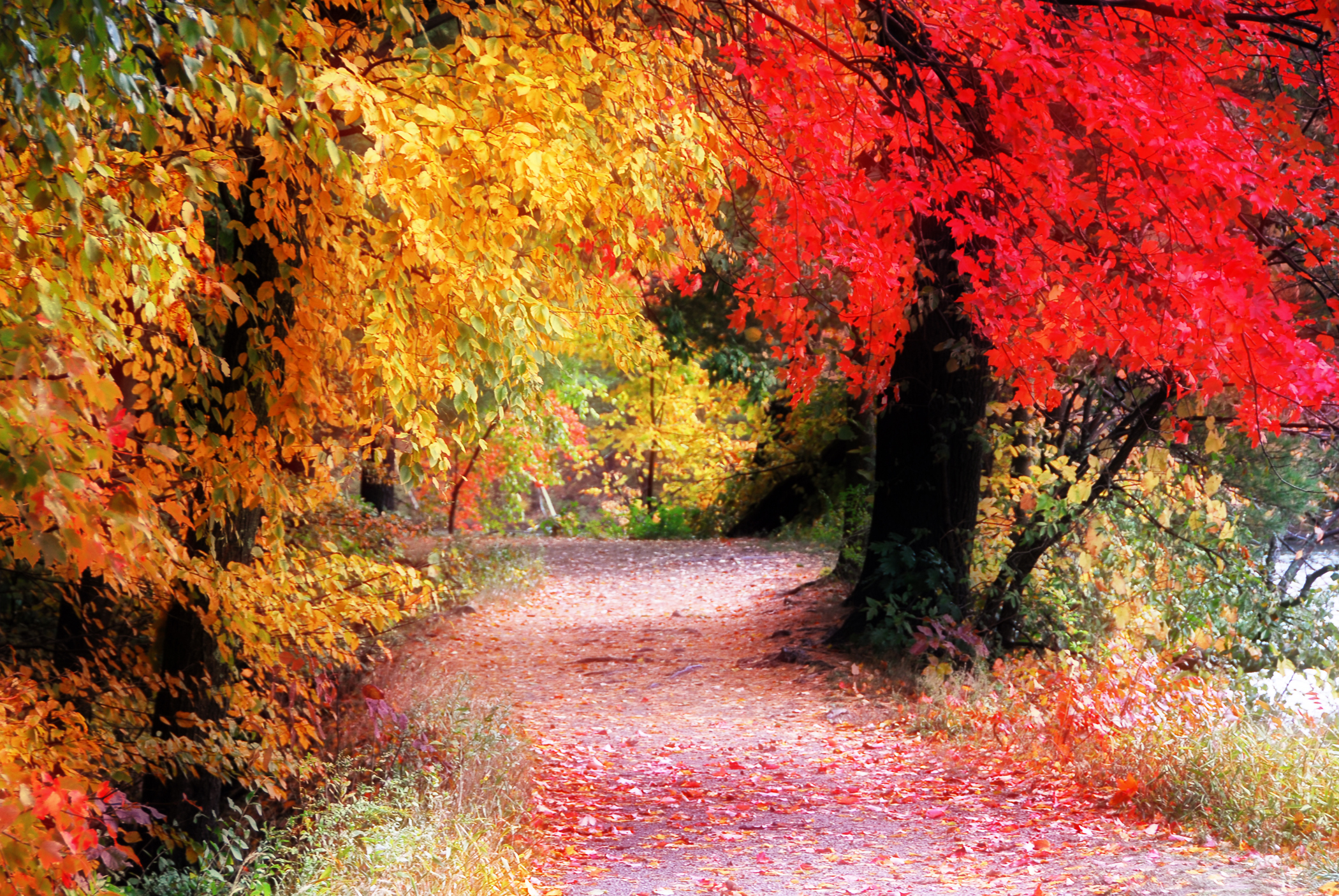 Autumn Lane (user submitted)
