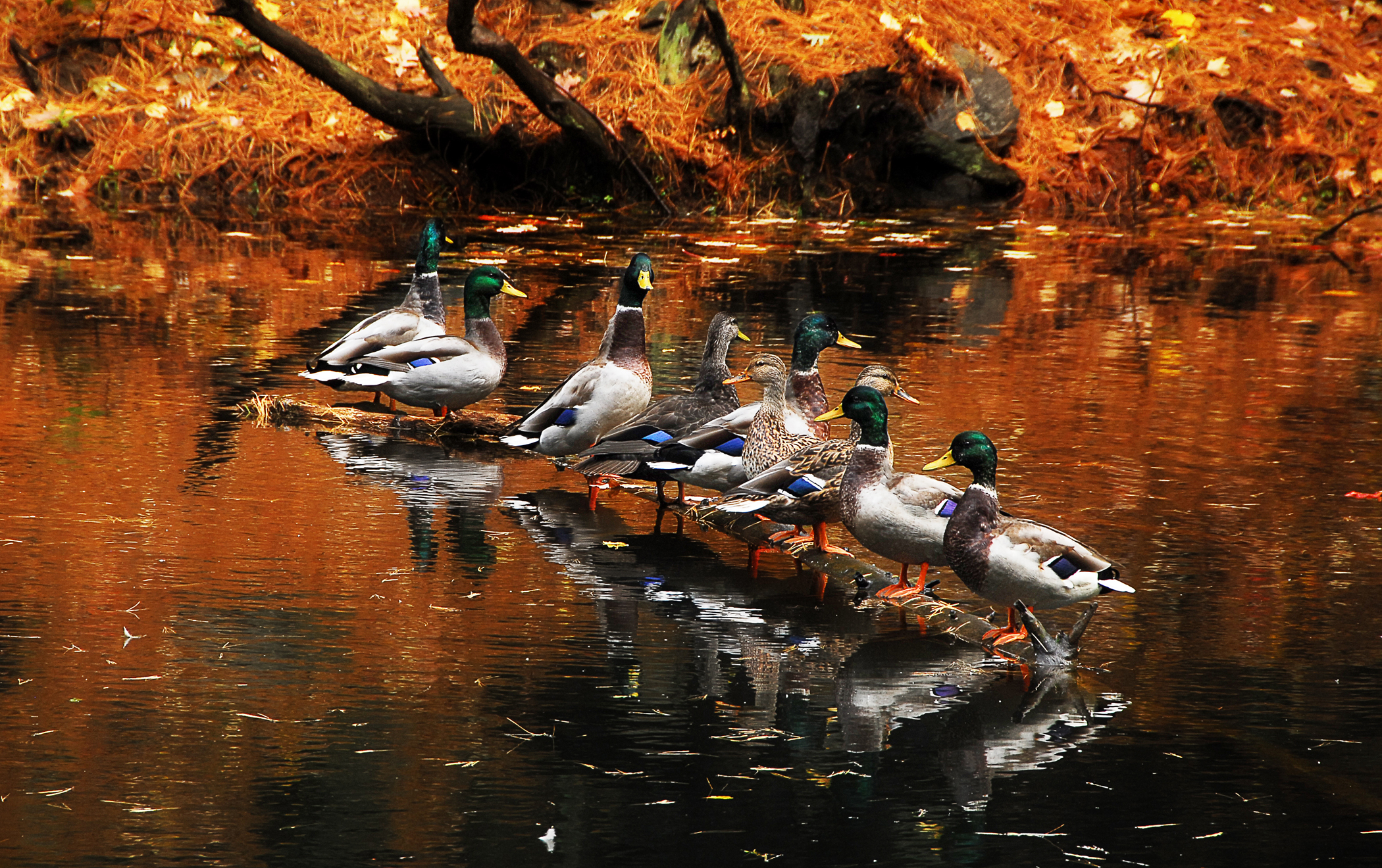 Autumn Ducks (user submitted)