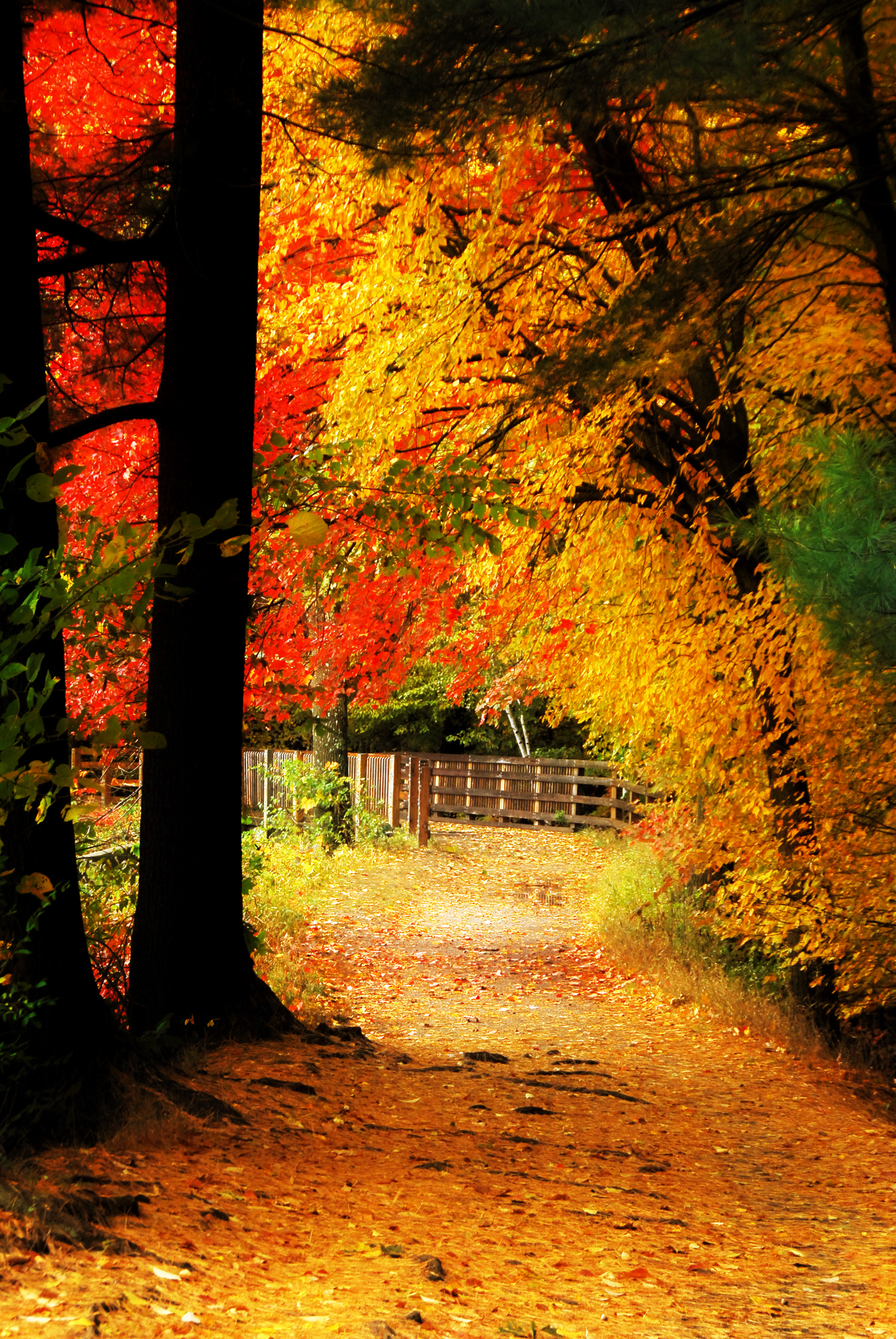 Autumn Walk (user submitted)