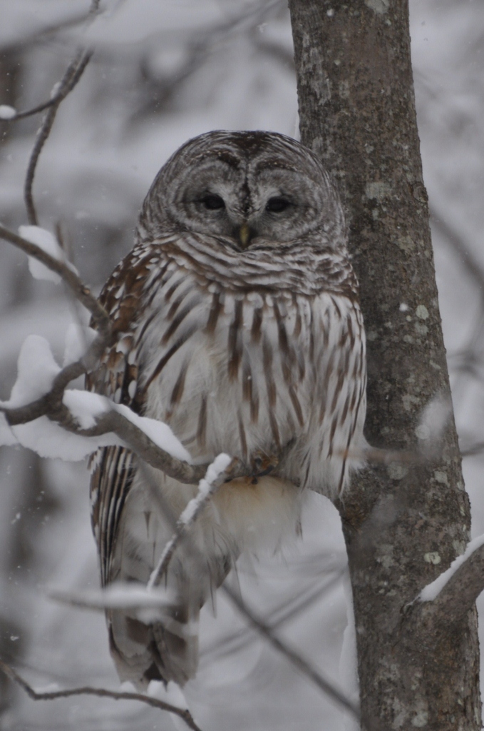 Vermont Owl (user submitted)