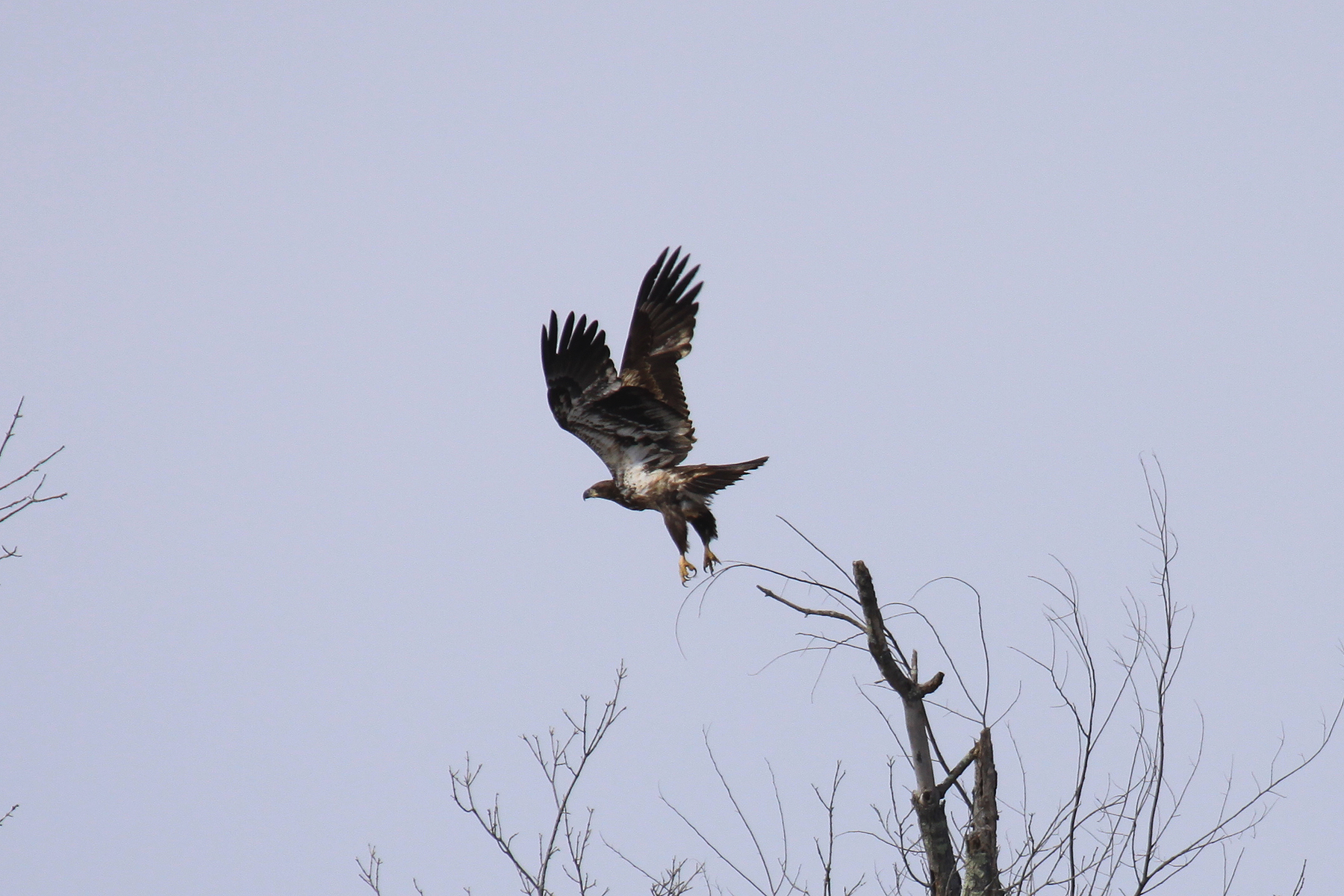 Eagle In Flight (user submitted)