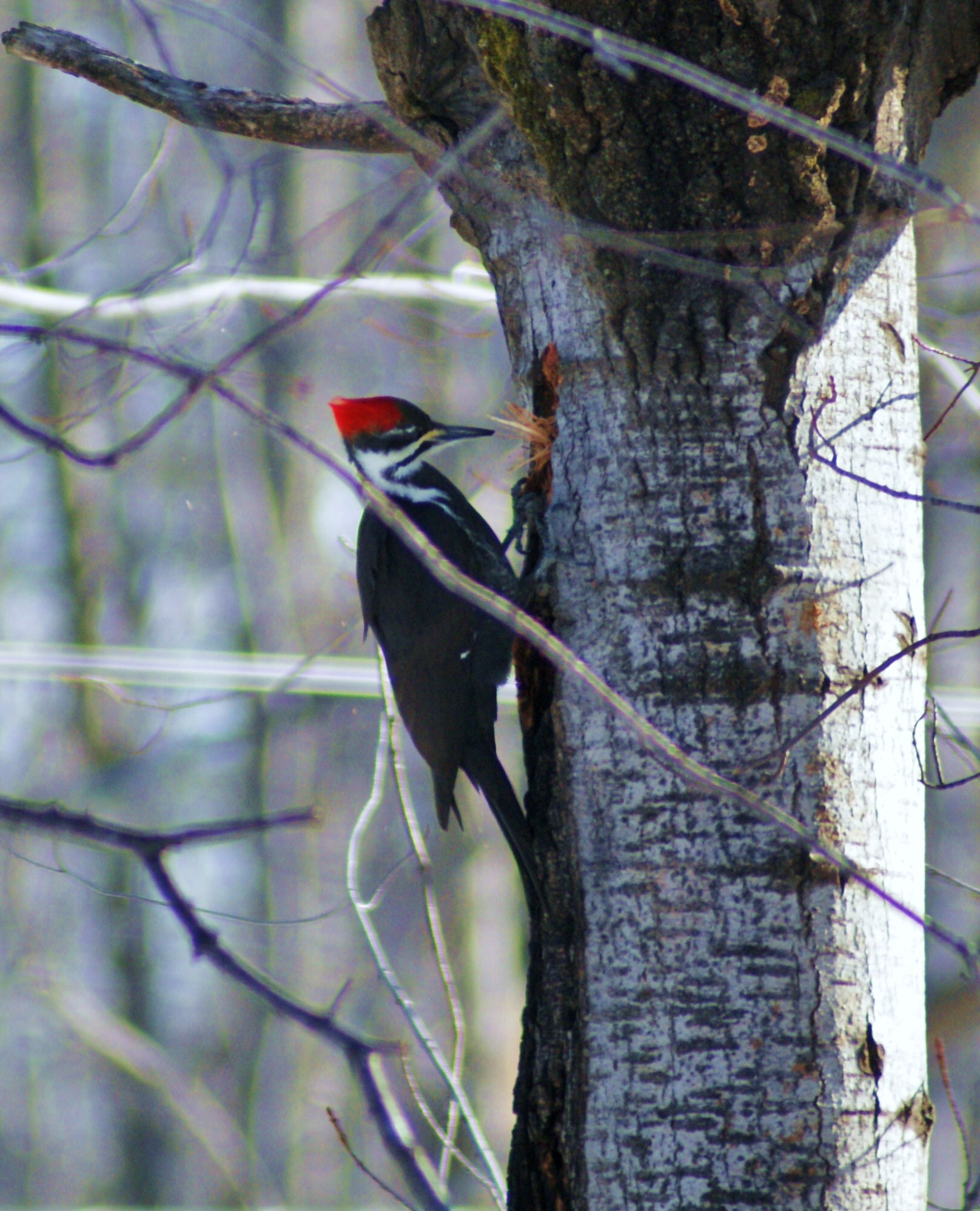 Neighborhood Pileated Woodpecker (user submitted)