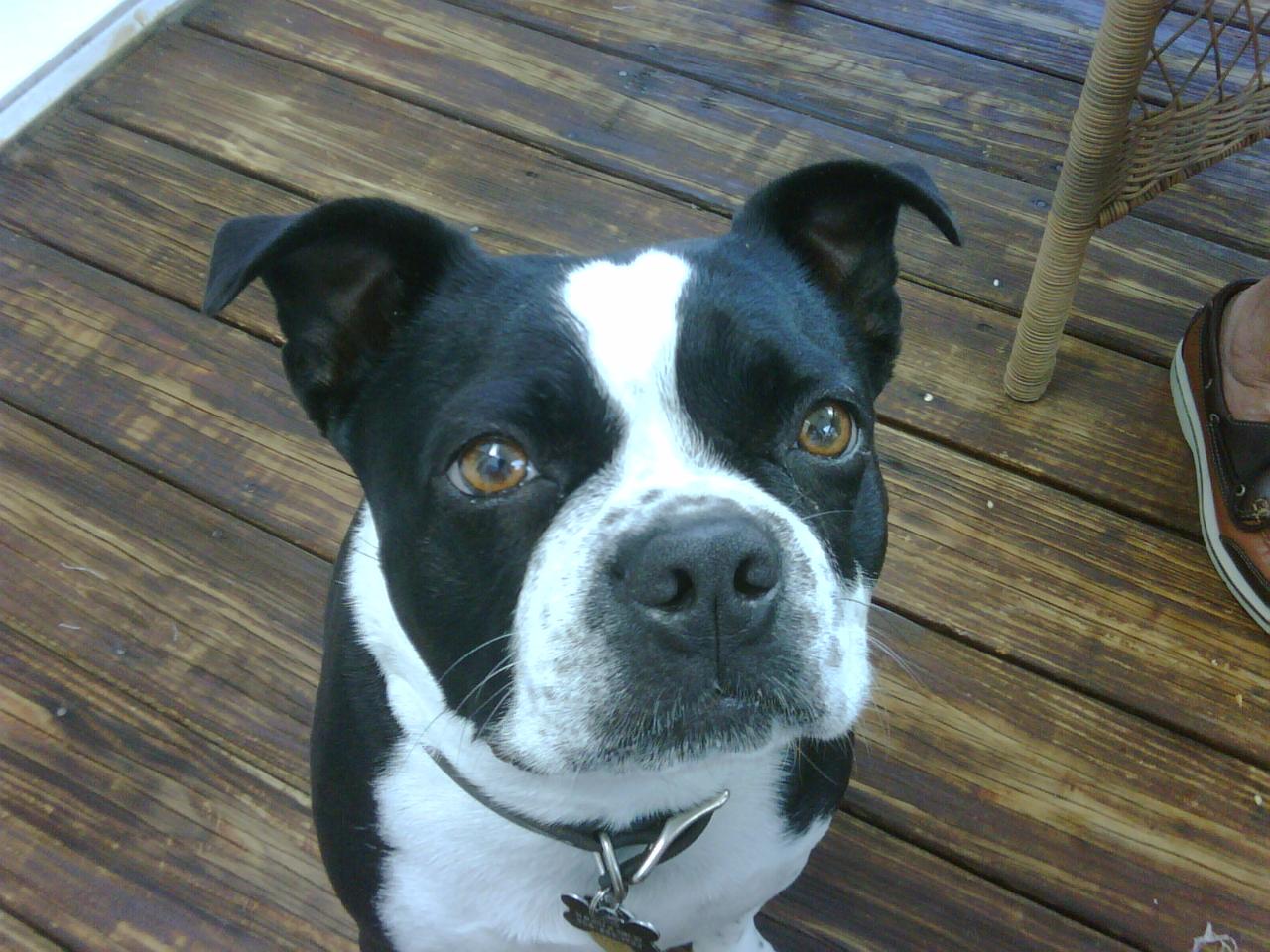 Dino The Boston Bull Dog (user submitted)