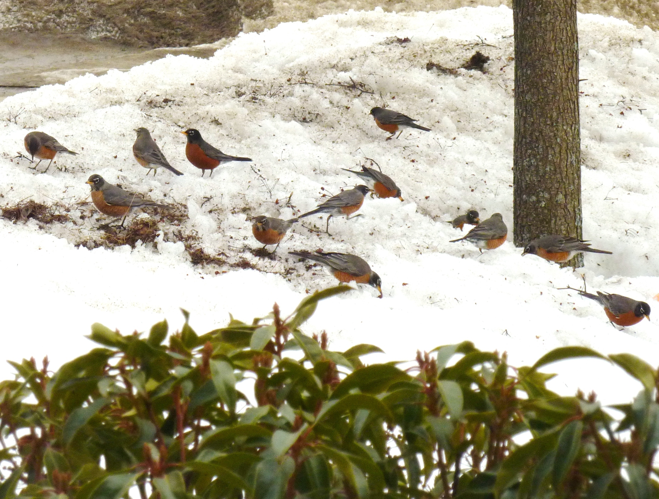 Flock Of Robins And Cedar Waxwings (user submitted)