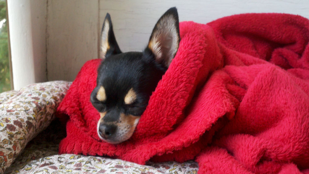 Chillin Chihuahua (user submitted)