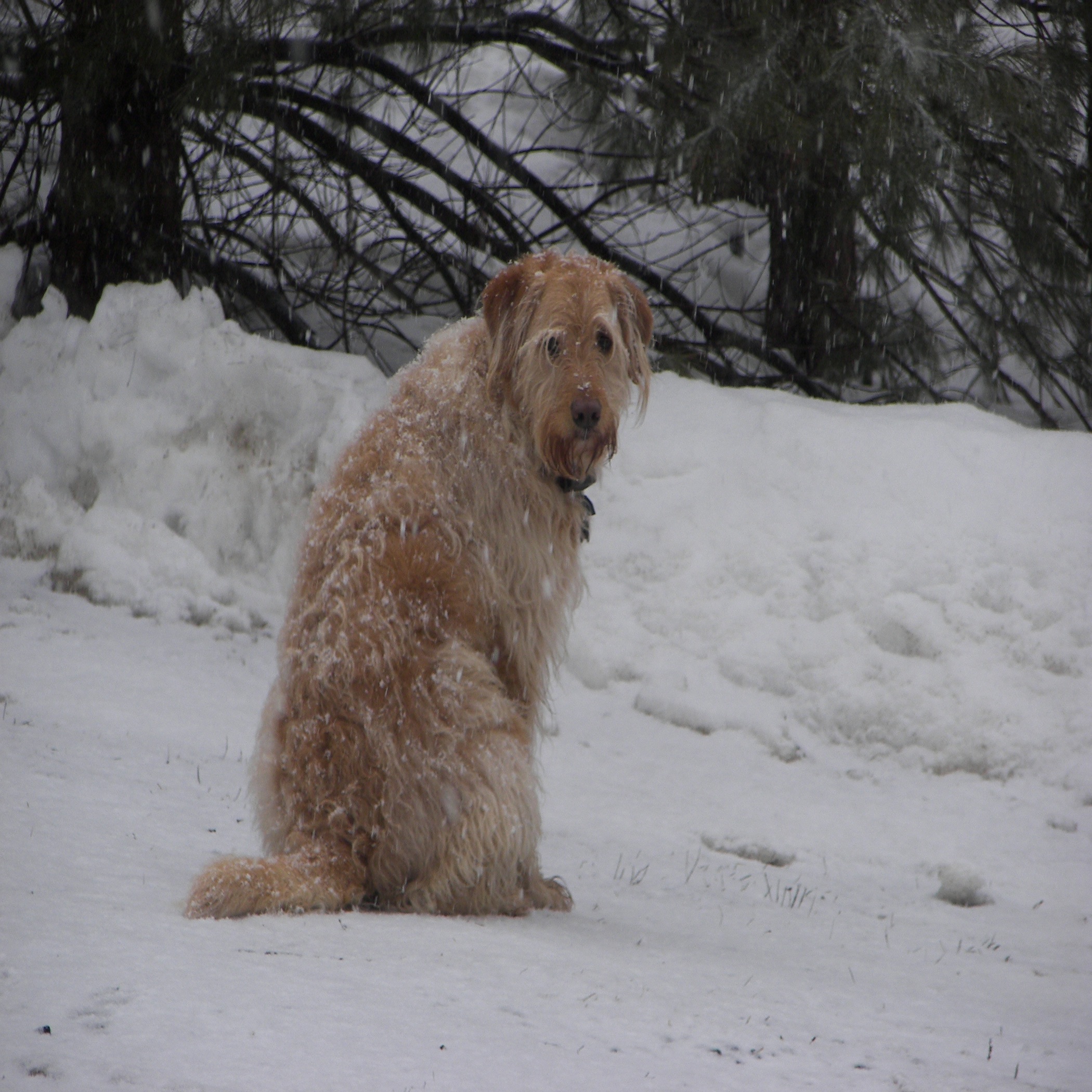 Howard In The Snow (user submitted)