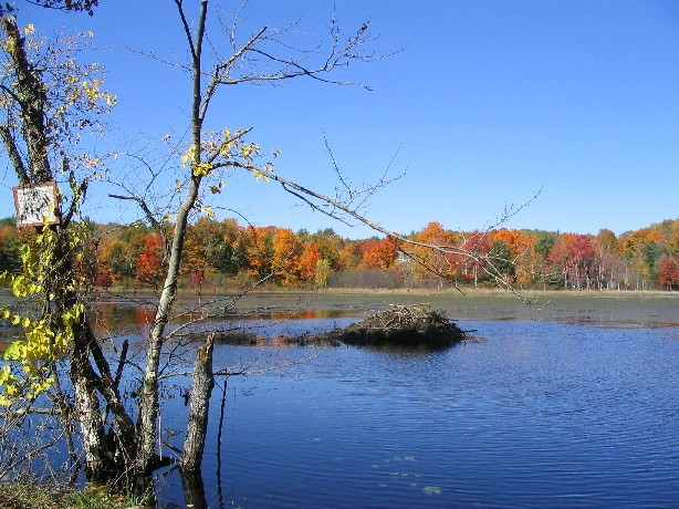 Beaver Pond in Autumn (user submitted)