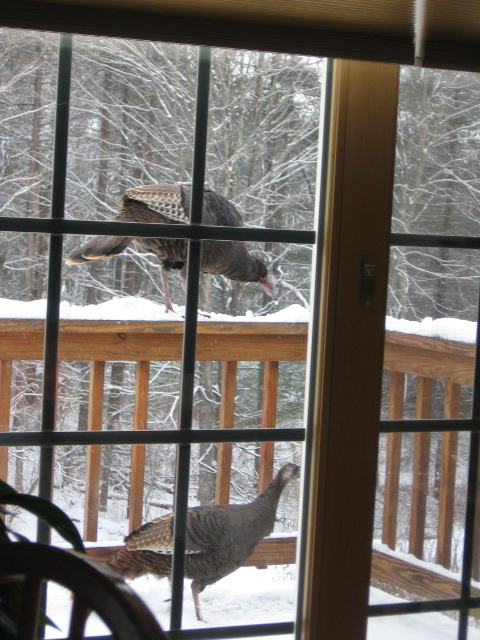 Winter Turkeys (user submitted)