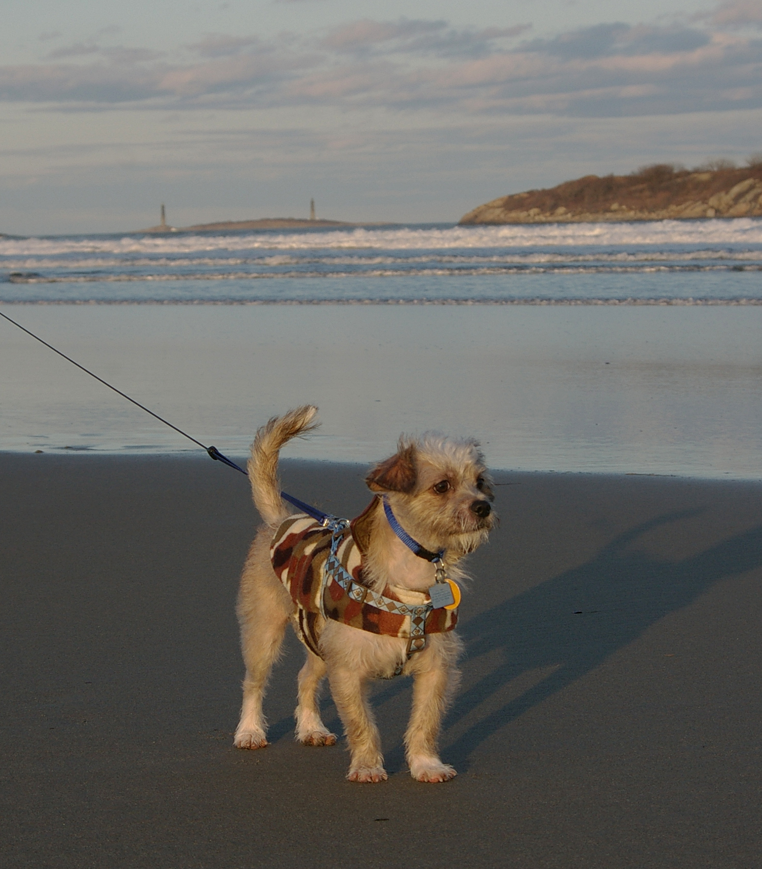 Rascal At Good Harbor Beach (user submitted)