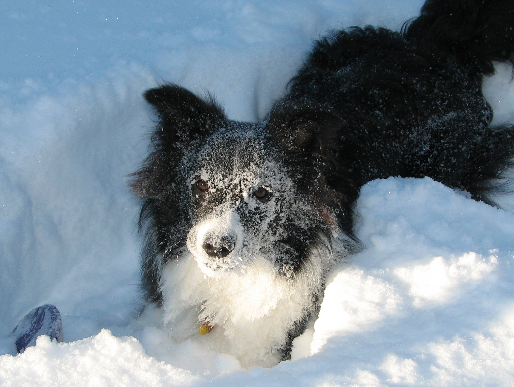 Sophie Like The Snow! (user submitted)