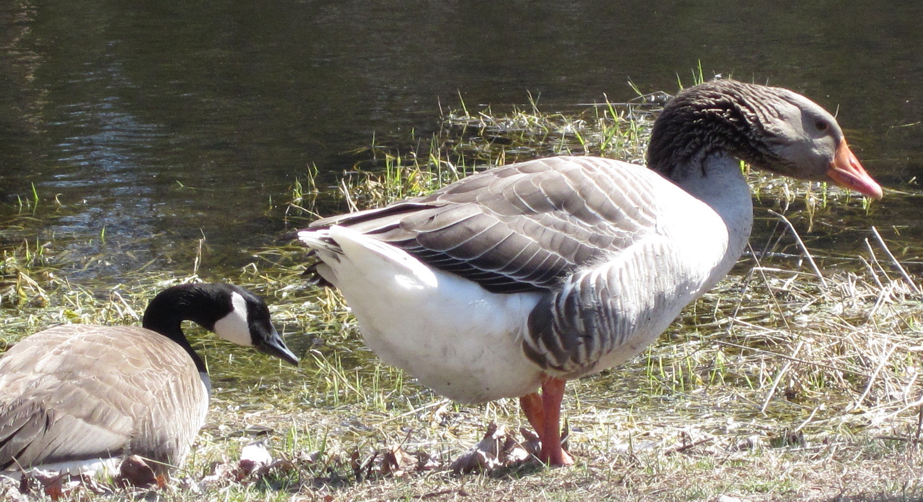 Goose In Northboro Ma (user submitted)
