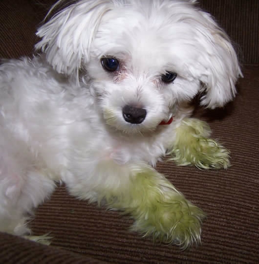 Grass Stained Puppy (user submitted)