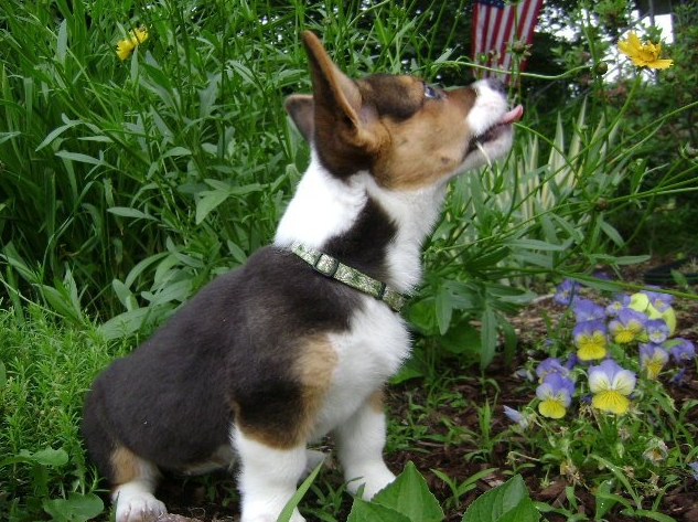 Little Corgi Puppy Who Loves To Taste Flowers! (user submitted)