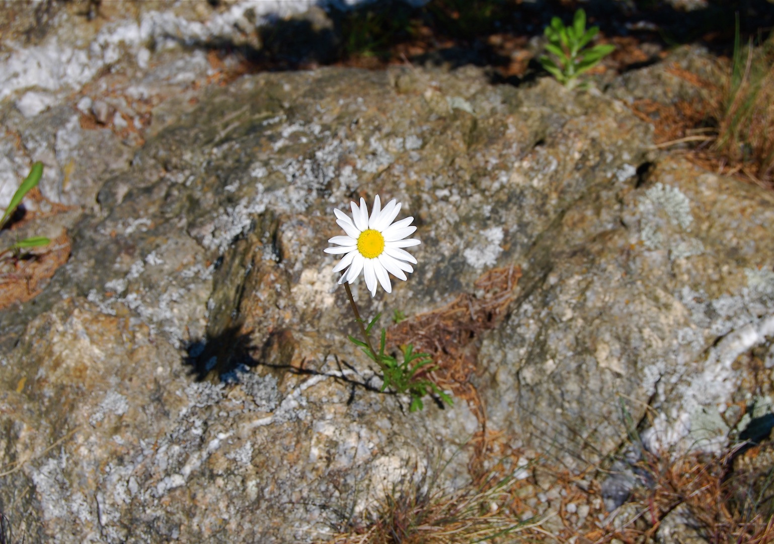 Daisy Growing From The Stone (user submitted)