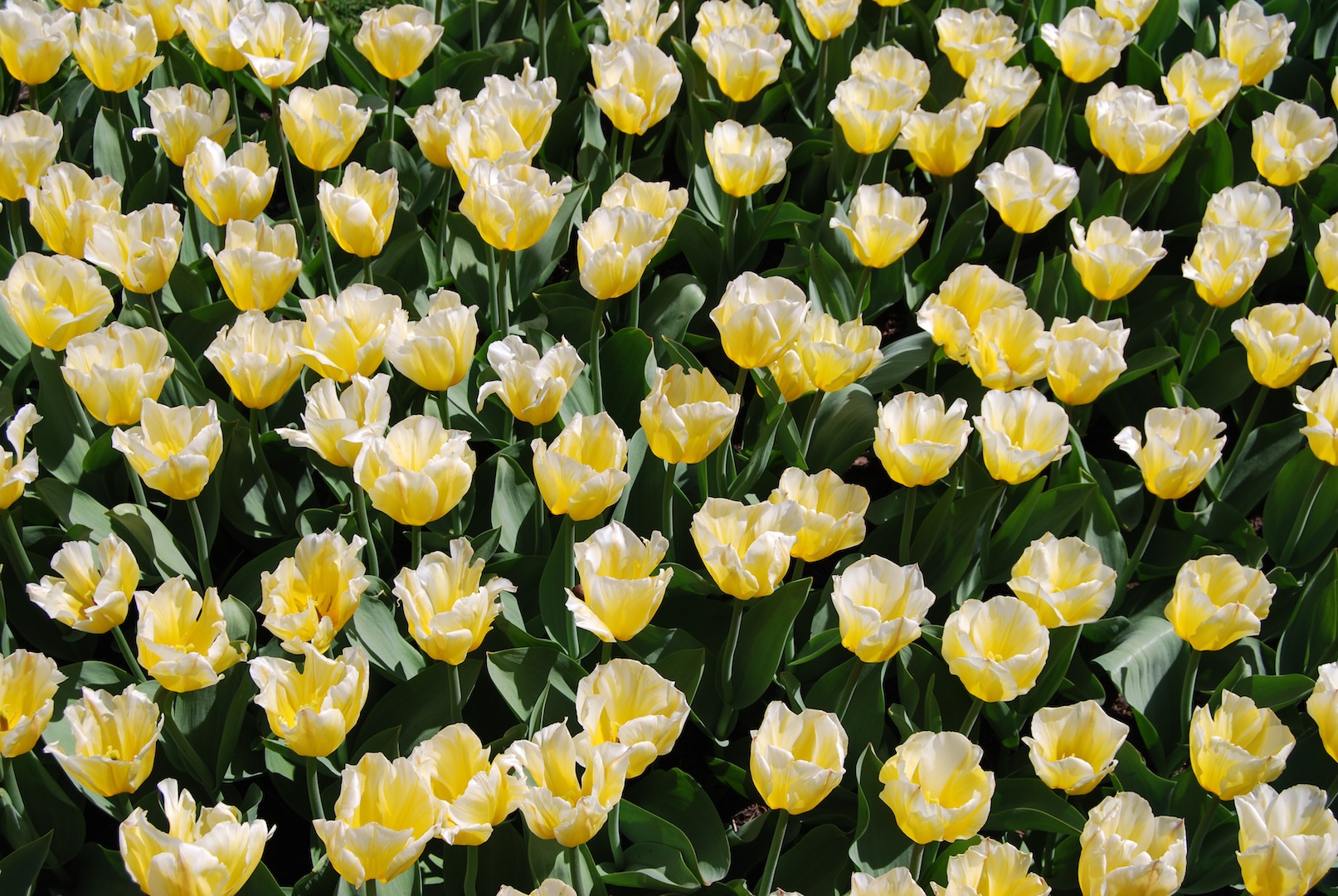 Tulip Frenzy (user submitted)
