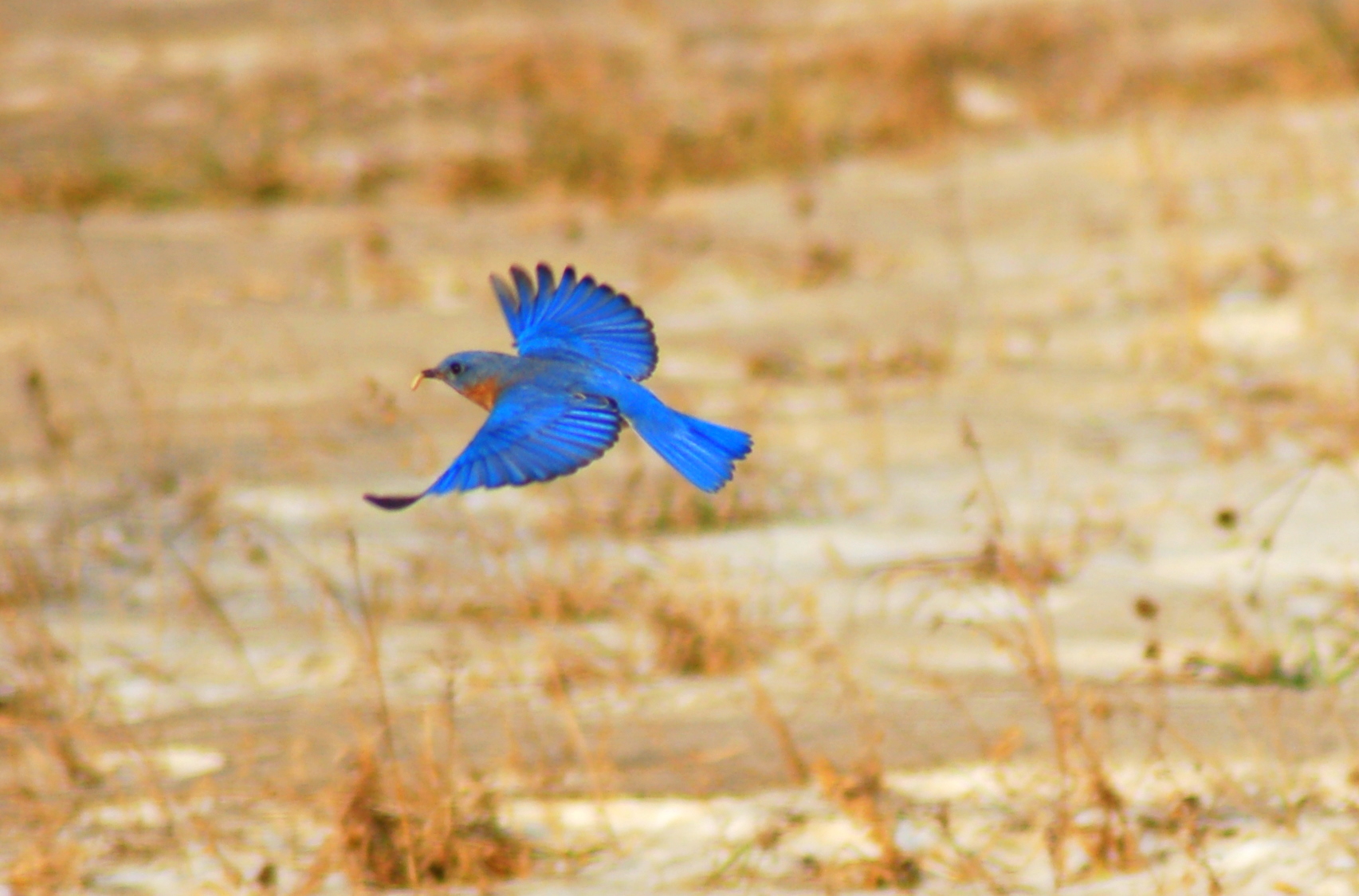 Eastern Mountain Bluebird (user submitted)