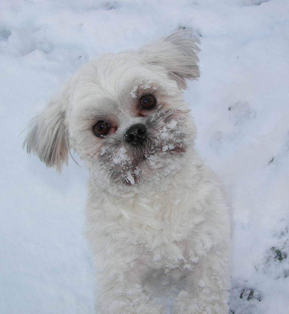 Snow Face - New England