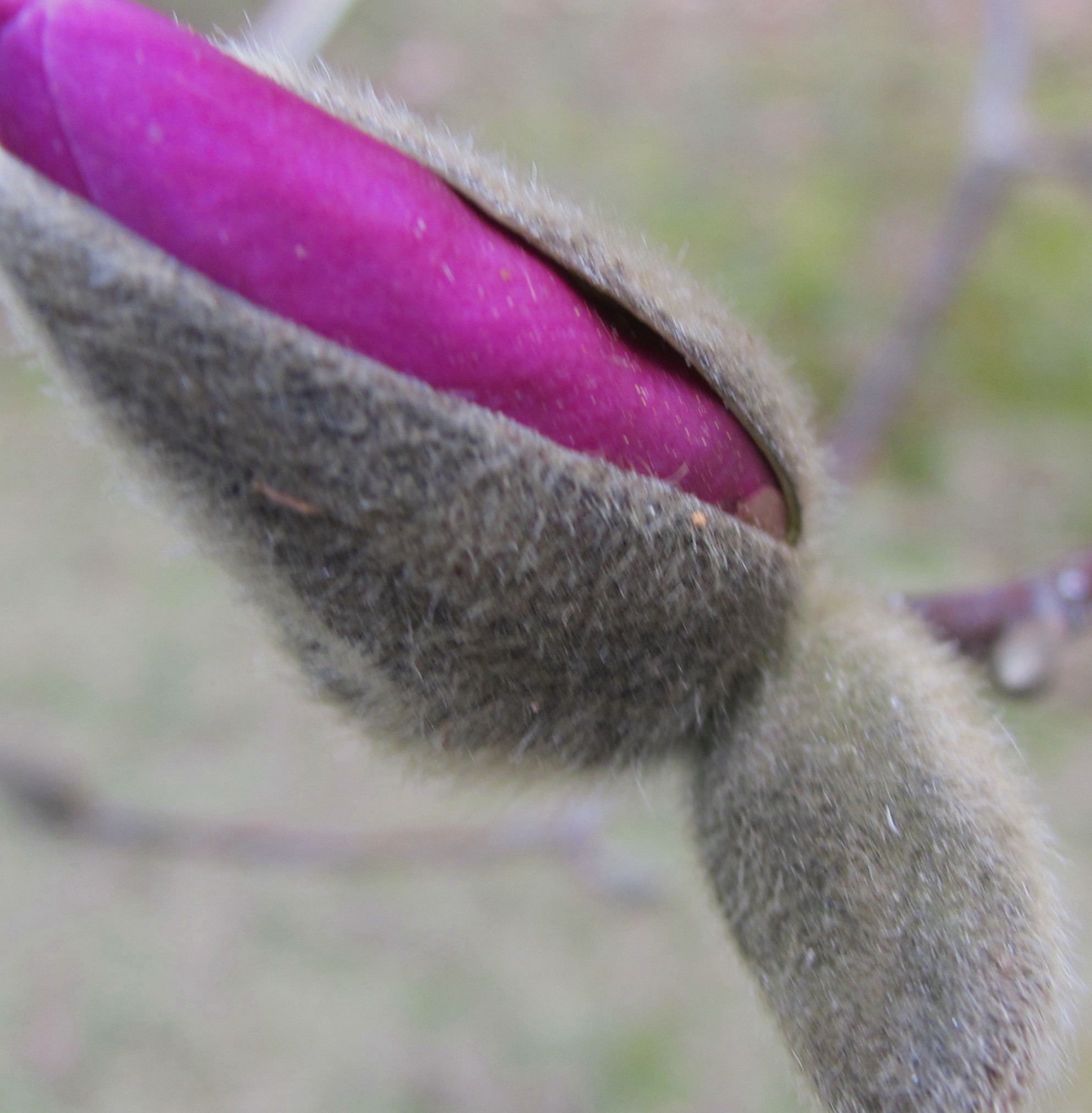 Tulip Tree Pod (user submitted)