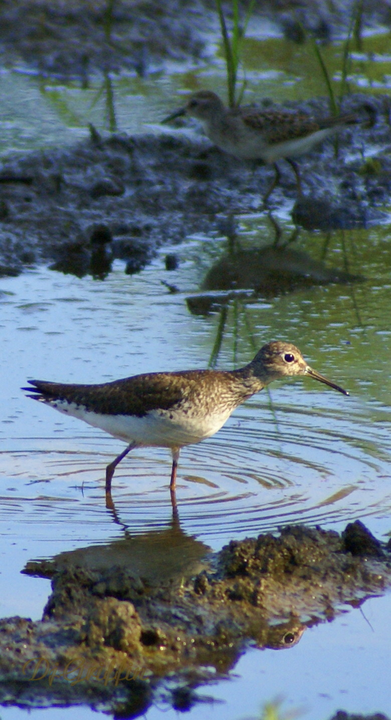 Lesser Yellow Legs (user submitted)