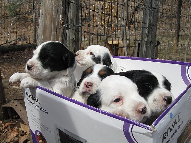 Puppies In A Box (user submitted)