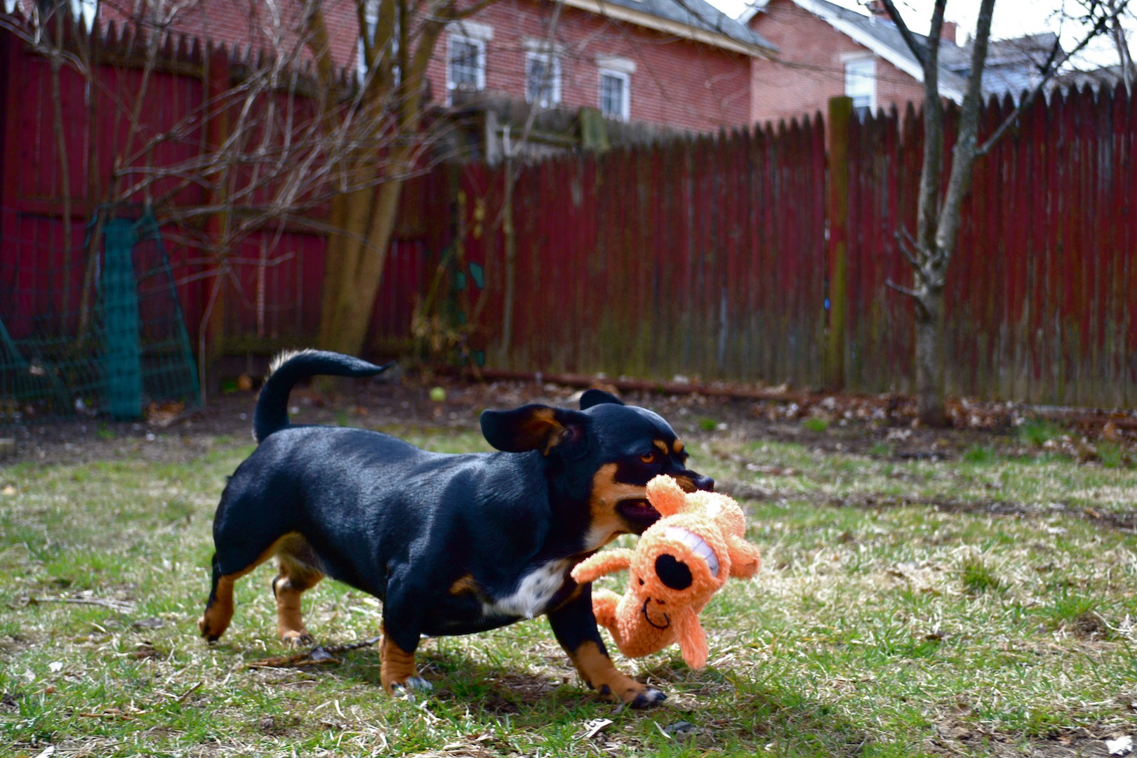 Rhody With A Play Toy (user submitted)