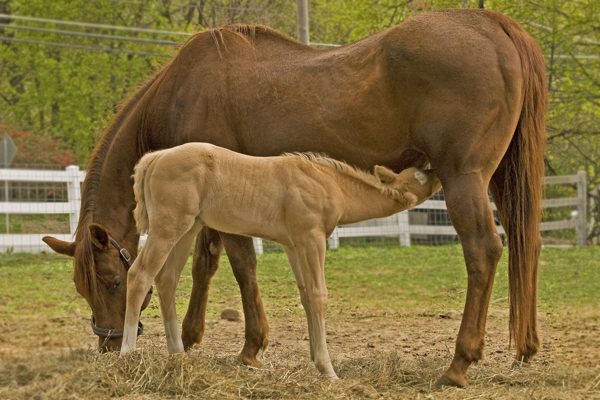 Newborn Colt With Mother (user submitted)