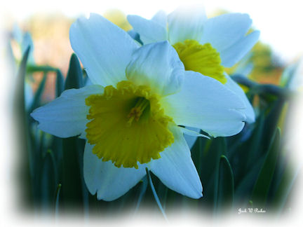 Spring Daffodil (user submitted)