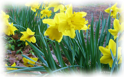 Yellow Daffodils (user submitted)