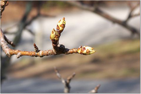 Budding Pear Tree (user submitted)