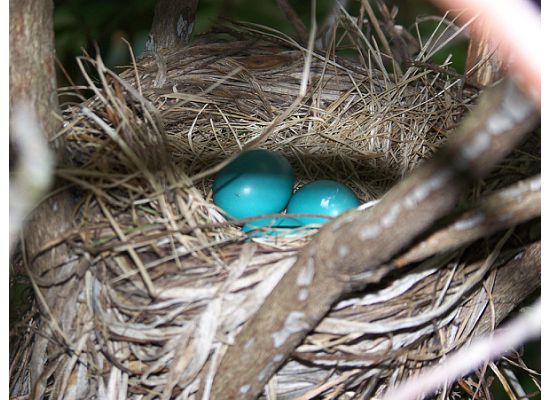 Robin Eggs (user submitted)