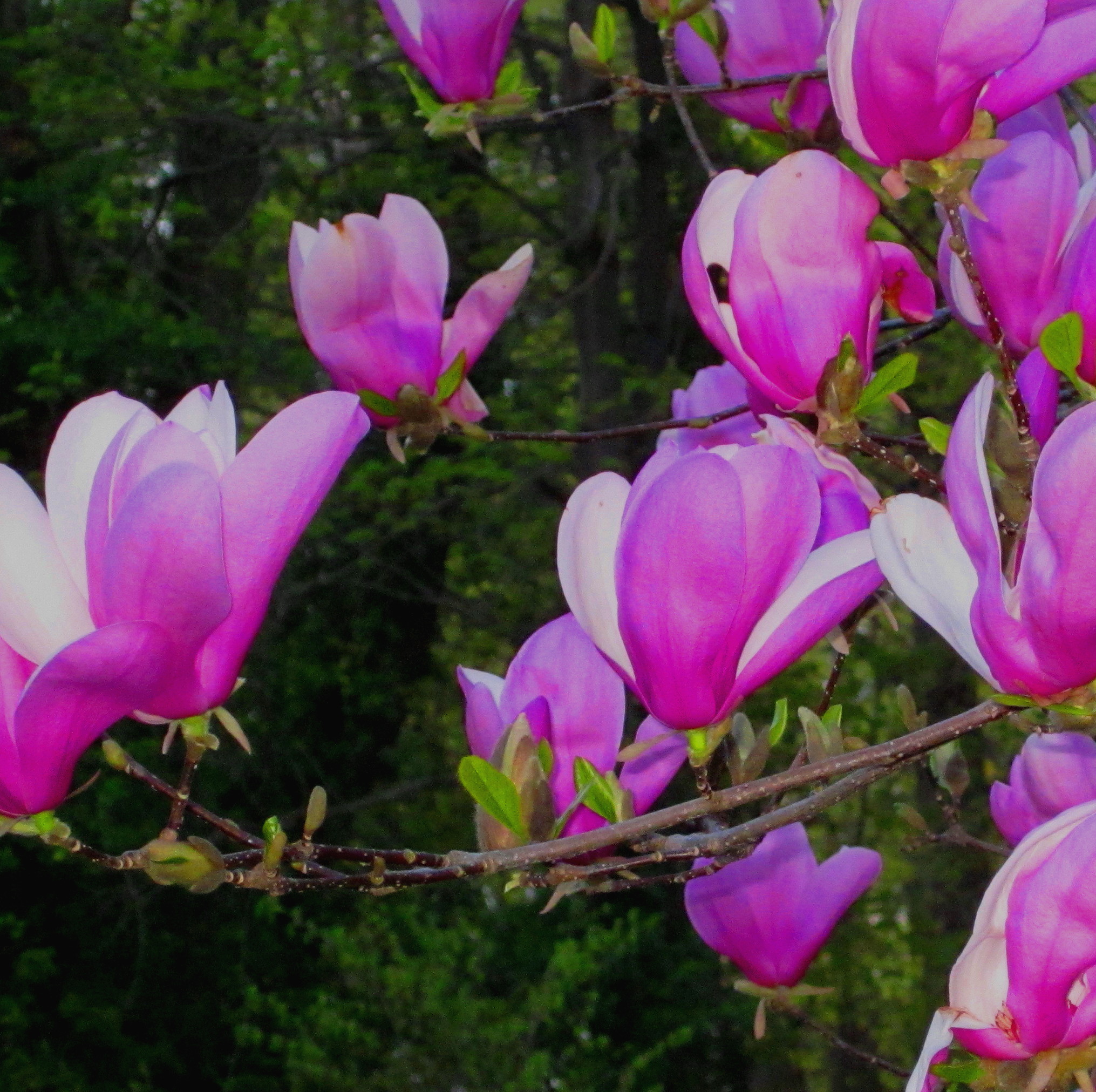 Tulips Trees (user submitted)