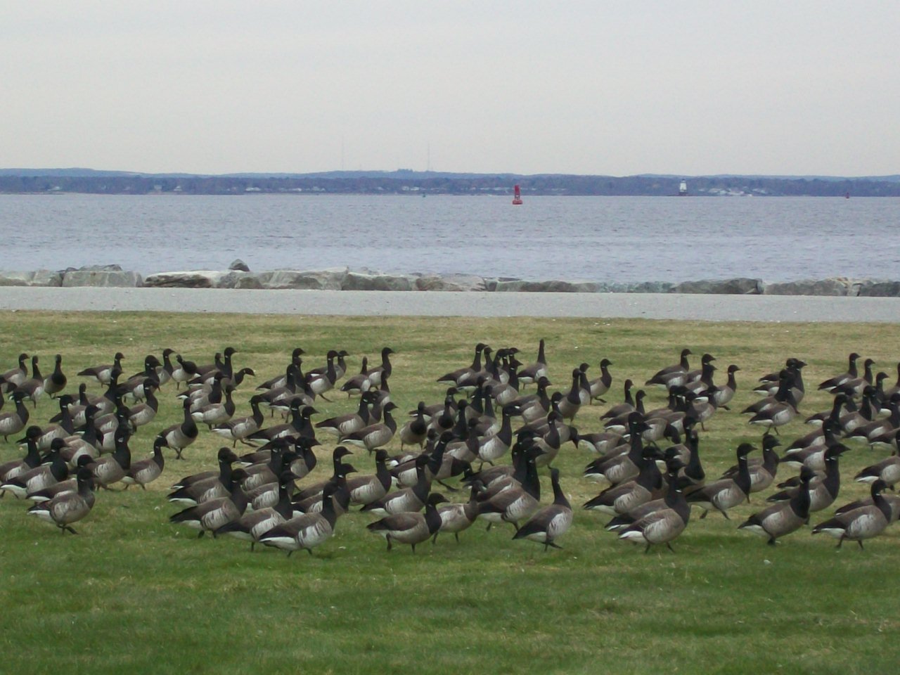 A Gaggle Of Geese (user submitted)