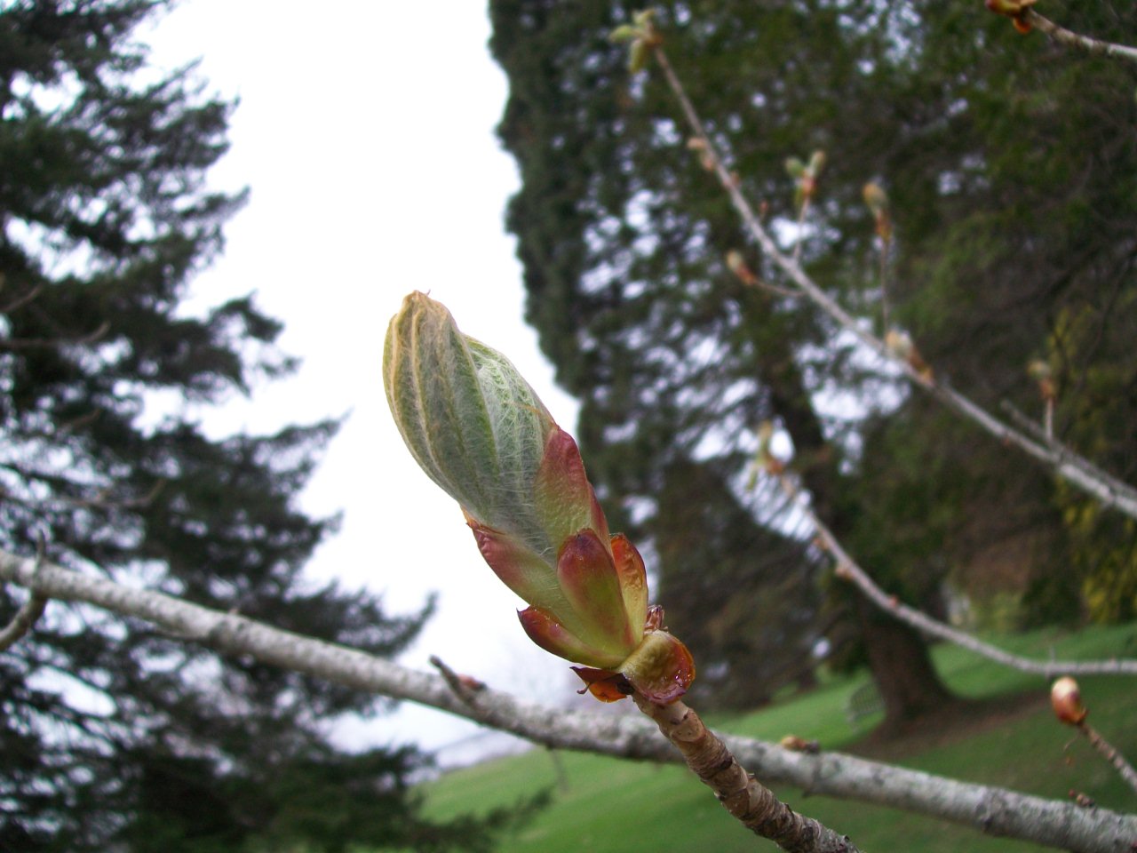 A Spring Bud (user submitted)