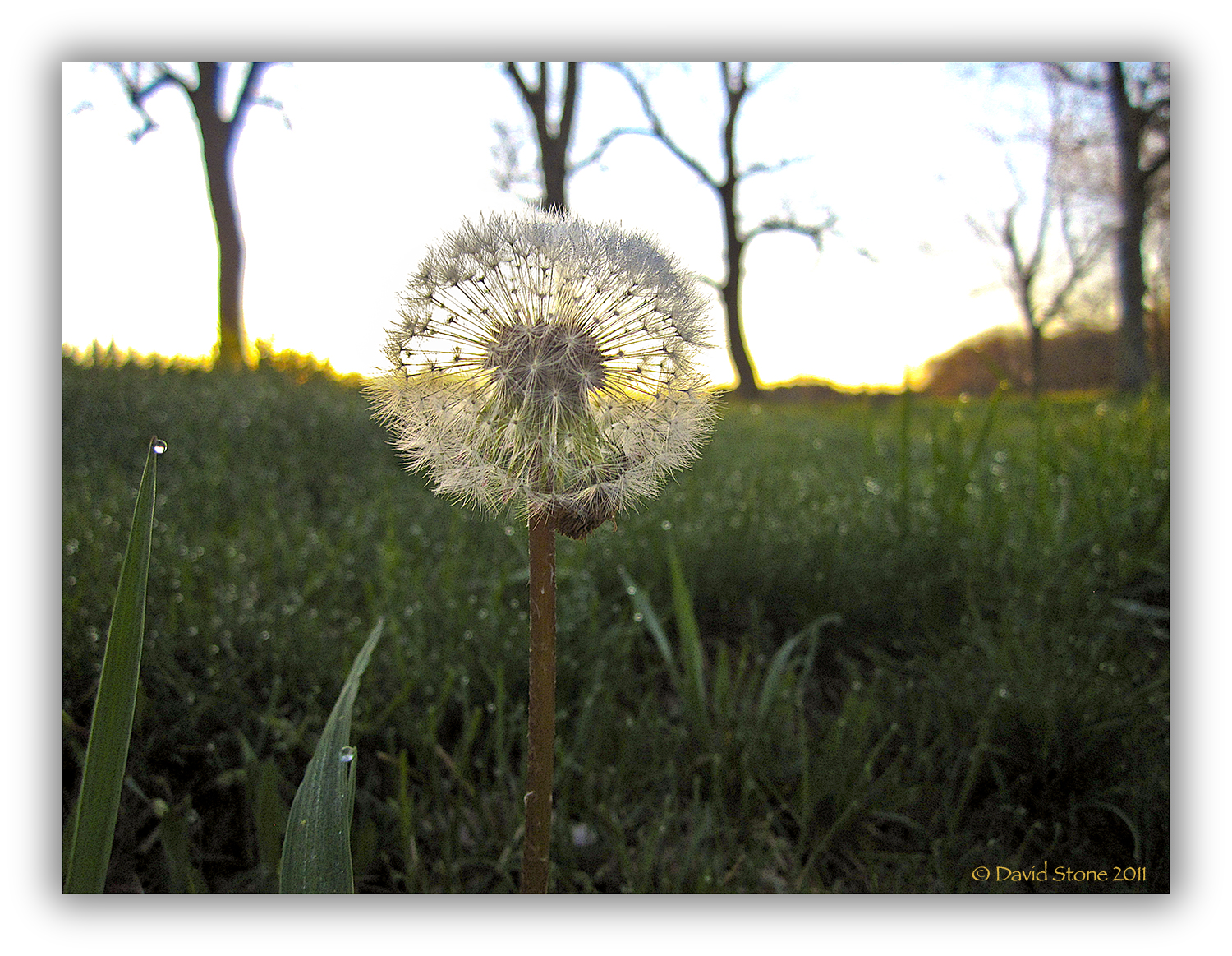Dandelion Sunrise (user submitted)