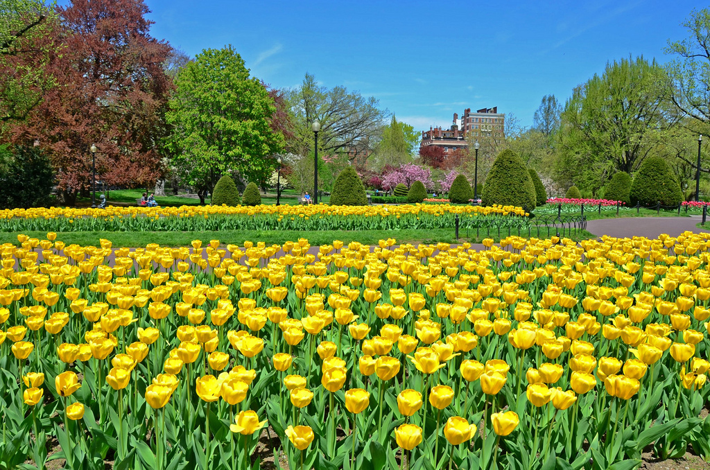 Explosion Of Color: Springtime In Boston (user submitted)