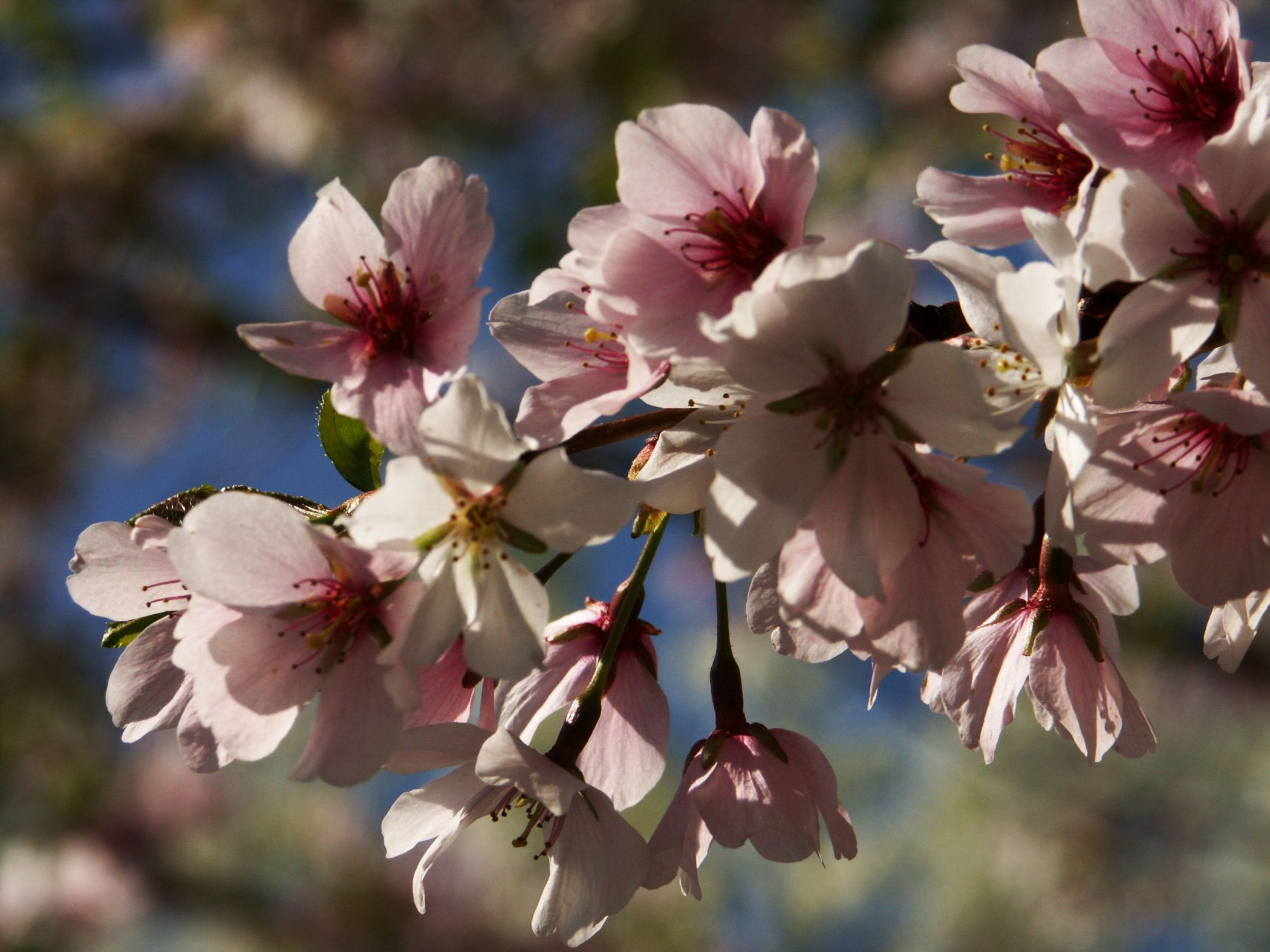 Apple Blossoms (user submitted)