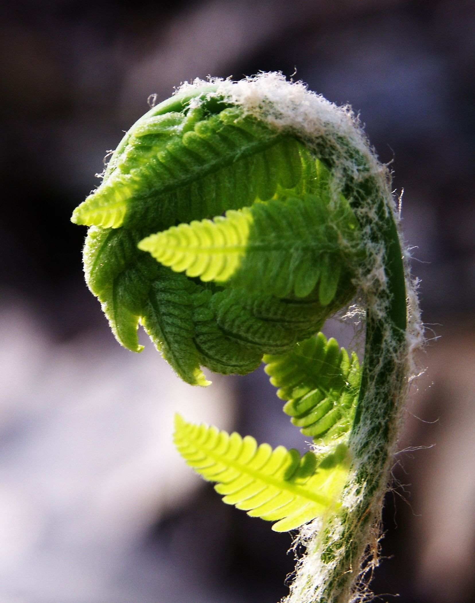Fiddlehead (user submitted)