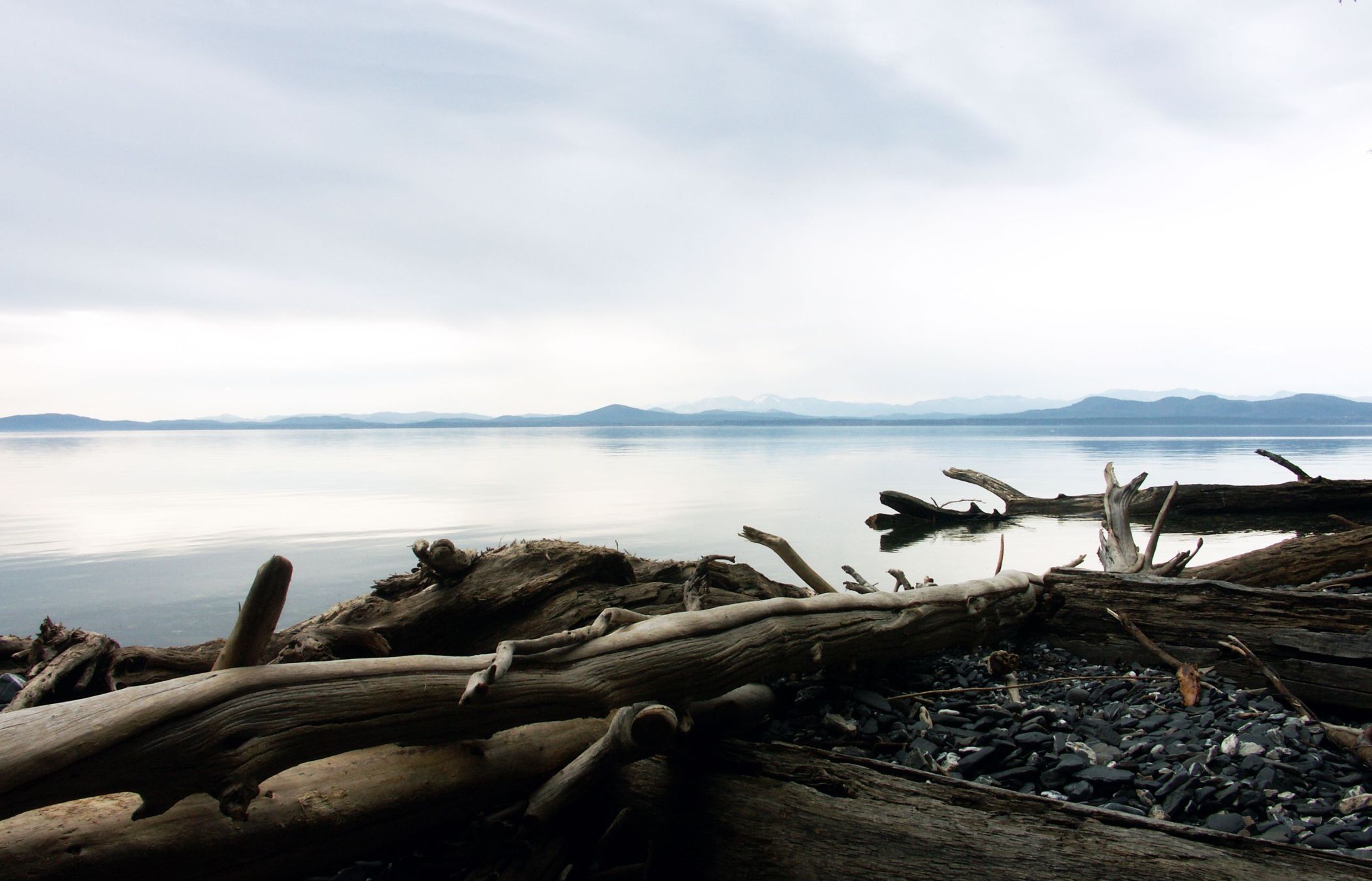 Champlain Driftwood (user submitted)