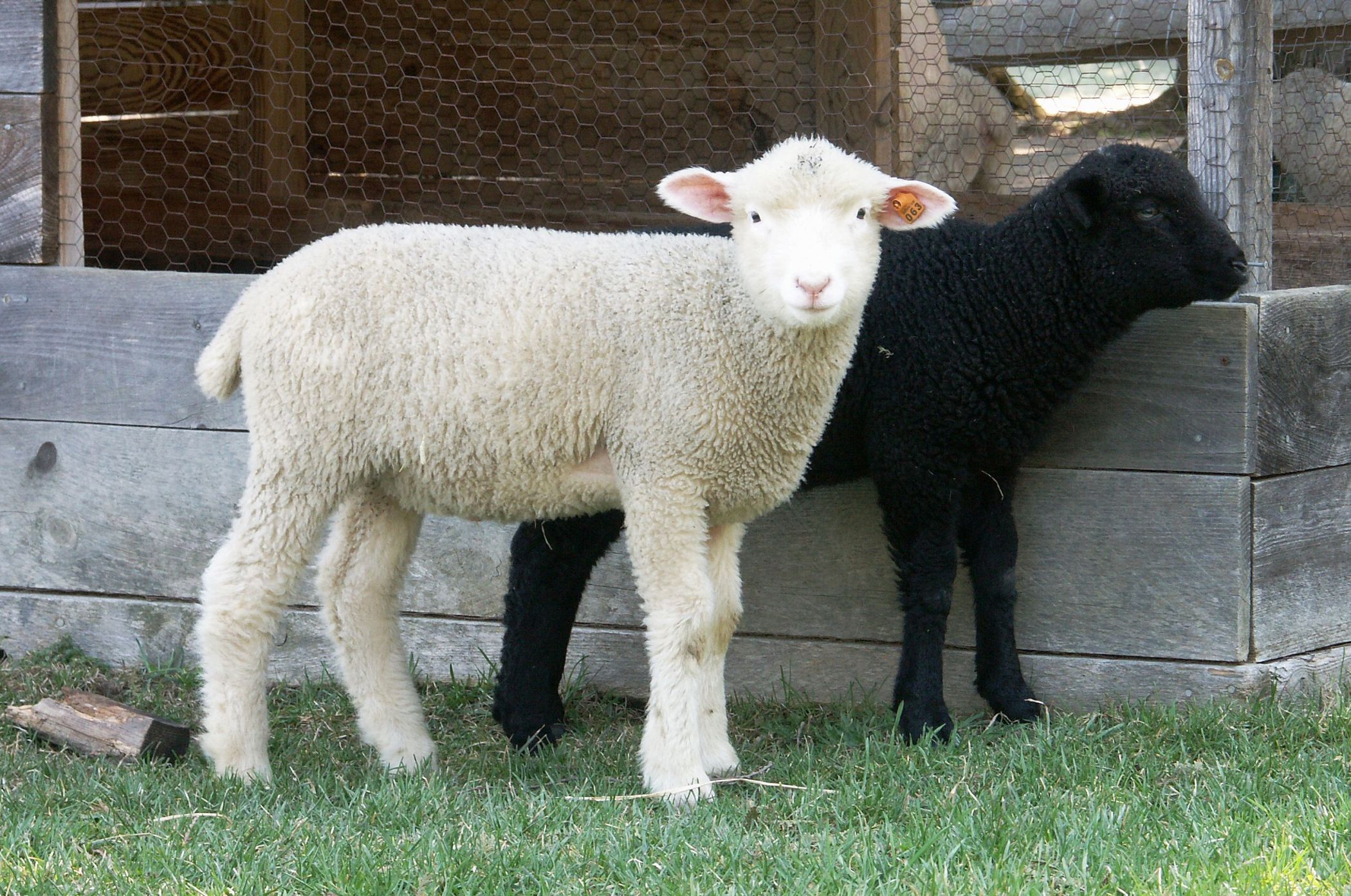 Spring Lambs (user submitted)