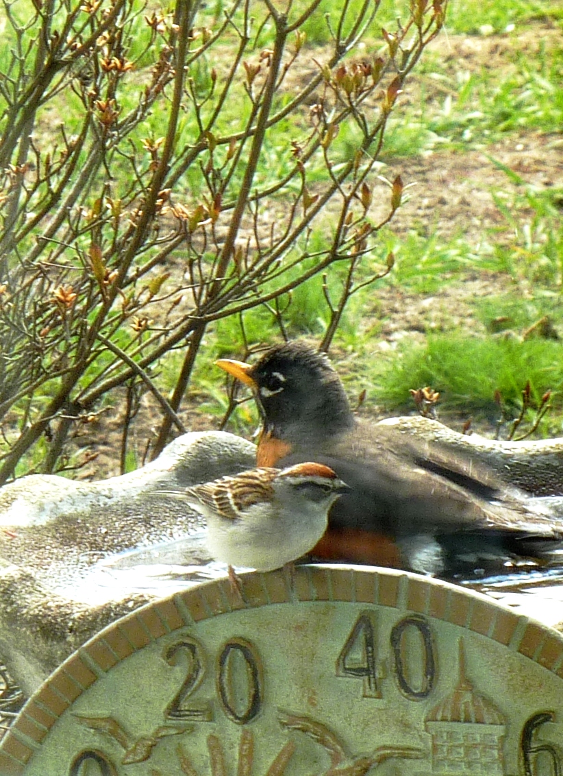 Feathered Friends At Birdbath (user submitted)